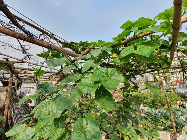 Độc đáo nông trại trồng rau, nuôi gà trên sân thượng, giữa lưng trời ở Hà Nội-5