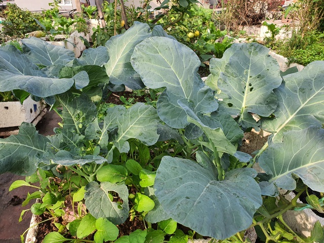 Độc đáo nông trại trồng rau, nuôi gà trên sân thượng, giữa lưng trời ở Hà Nội-6