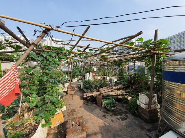 Độc đáo nông trại trồng rau, nuôi gà trên sân thượng, giữa lưng trời ở Hà Nội-8