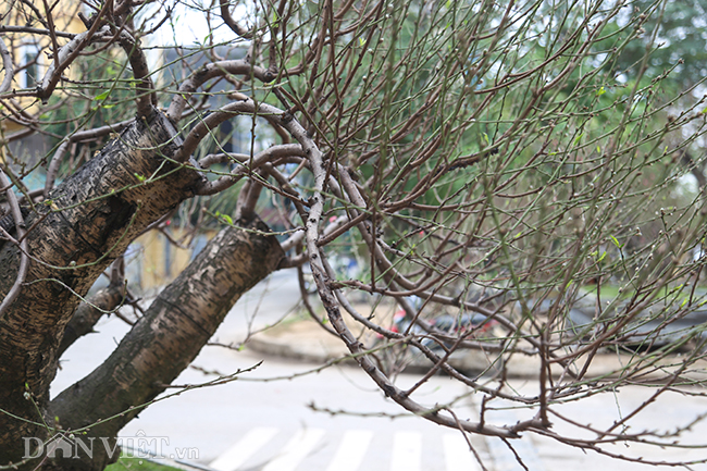 Hà Nội xuất hiện gốc đào khủng có giá cho thuê 100 triệu dịp Tết-4