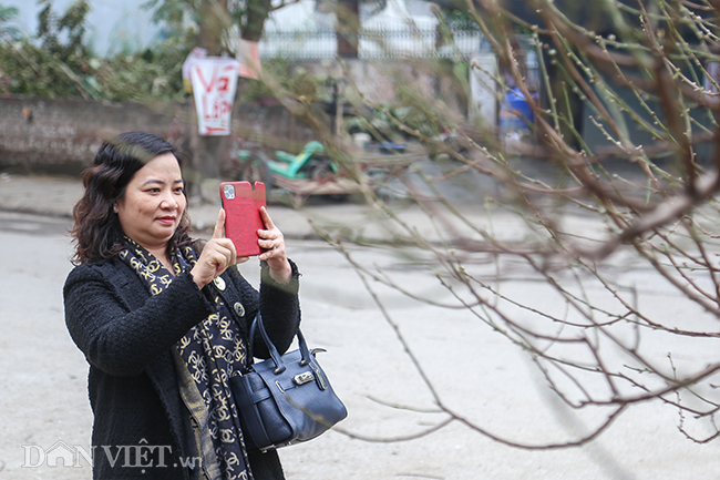 Hà Nội xuất hiện gốc đào khủng có giá cho thuê 100 triệu dịp Tết-10