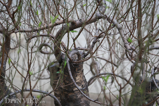 Hà Nội xuất hiện gốc đào khủng có giá cho thuê 100 triệu dịp Tết-9