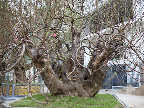 Chưa nở hoa, cây bạch đào độc nhất tại Nhật Tân vẫn được trả giá thuê 40 triệu-4