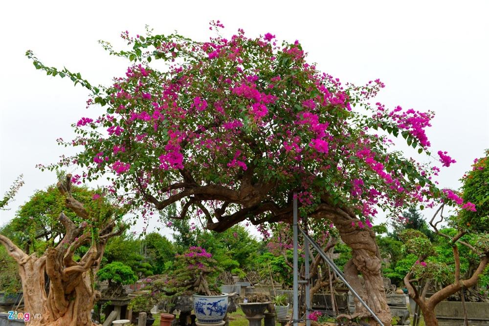 Hoa giấy ngũ sắc giá trăm triệu đắt hàng dịp cận tết-1