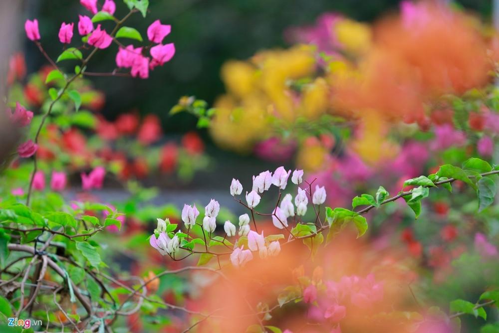 Hoa giấy ngũ sắc giá trăm triệu đắt hàng dịp cận tết-2