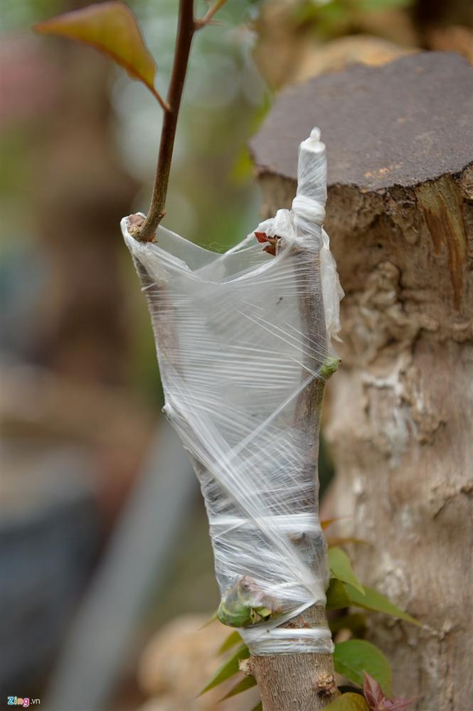 Hoa giấy ngũ sắc giá trăm triệu đắt hàng dịp cận tết-3