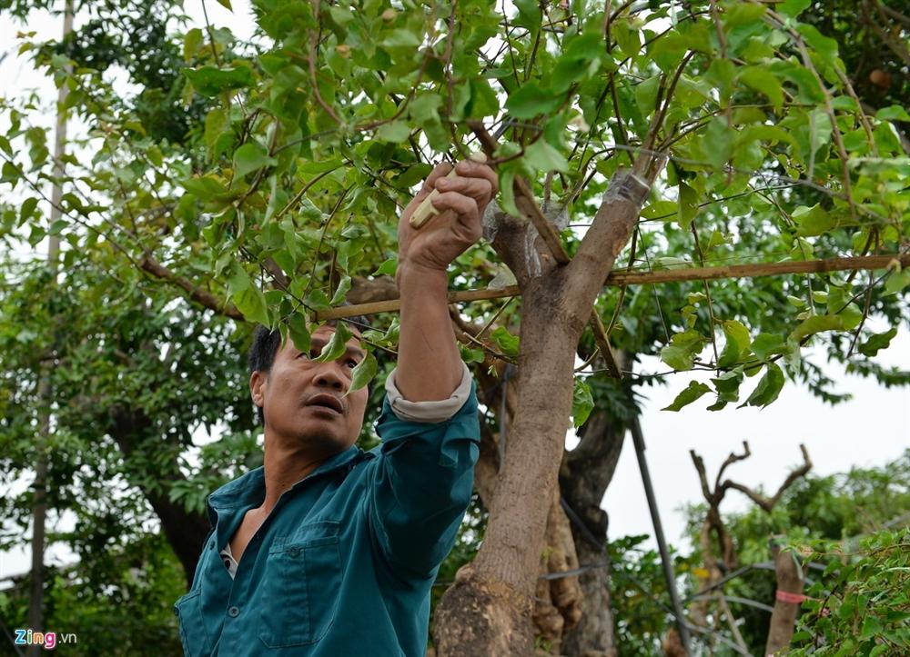 Hoa giấy ngũ sắc giá trăm triệu đắt hàng dịp cận tết-4