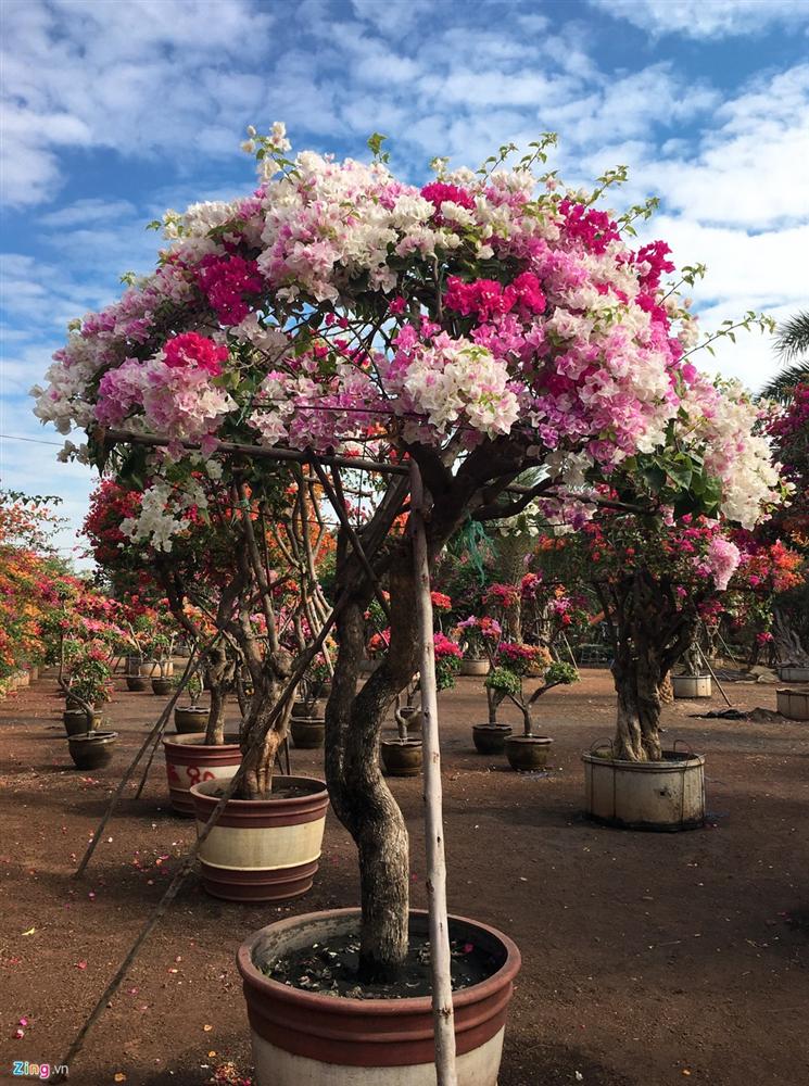 Hoa giấy ngũ sắc giá trăm triệu đắt hàng dịp cận tết-8