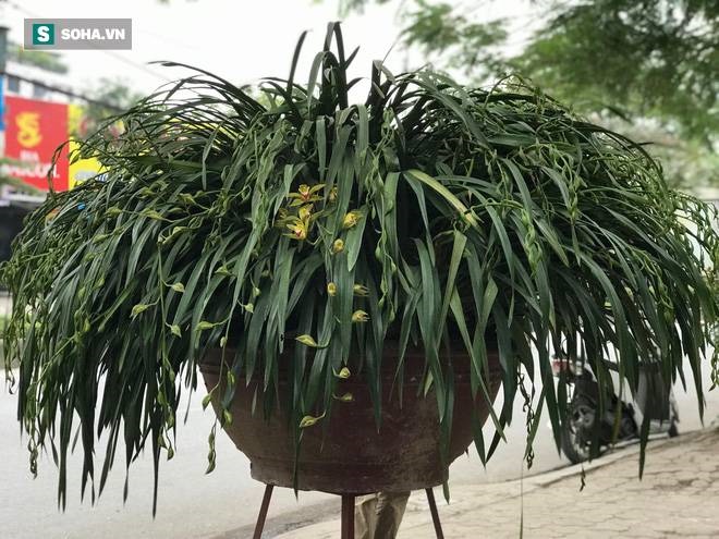 Hơn 300 triệu 1 chậu hoa lan Trần Mộng, đại gia có tiền cũng không mua được vì cháy hàng-1