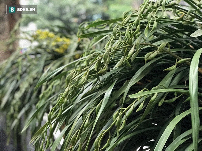 Hơn 300 triệu 1 chậu hoa lan Trần Mộng, đại gia có tiền cũng không mua được vì cháy hàng-2