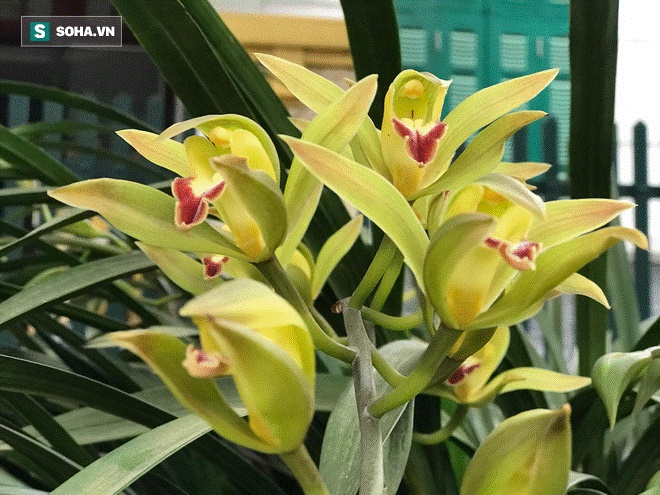 Hơn 300 triệu 1 chậu hoa lan Trần Mộng, đại gia có tiền cũng không mua được vì cháy hàng-3
