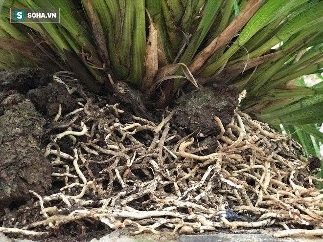 Hơn 300 triệu 1 chậu hoa lan Trần Mộng, đại gia có tiền cũng không mua được vì cháy hàng-4