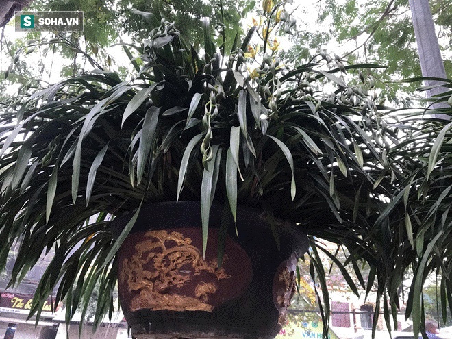 Hơn 300 triệu 1 chậu hoa lan Trần Mộng, đại gia có tiền cũng không mua được vì cháy hàng-5