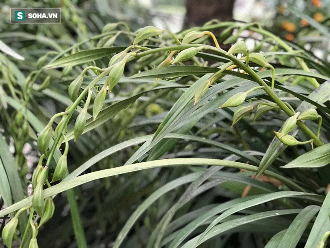 Hơn 300 triệu 1 chậu hoa lan Trần Mộng, đại gia có tiền cũng không mua được vì cháy hàng-6