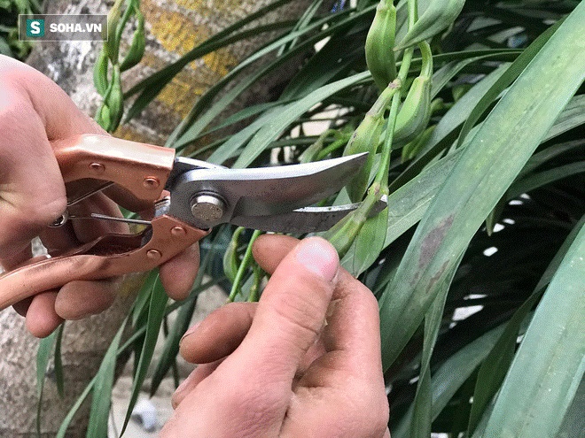 Hơn 300 triệu 1 chậu hoa lan Trần Mộng, đại gia có tiền cũng không mua được vì cháy hàng-7