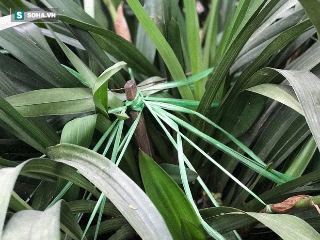 Hơn 300 triệu 1 chậu hoa lan Trần Mộng, đại gia có tiền cũng không mua được vì cháy hàng-8