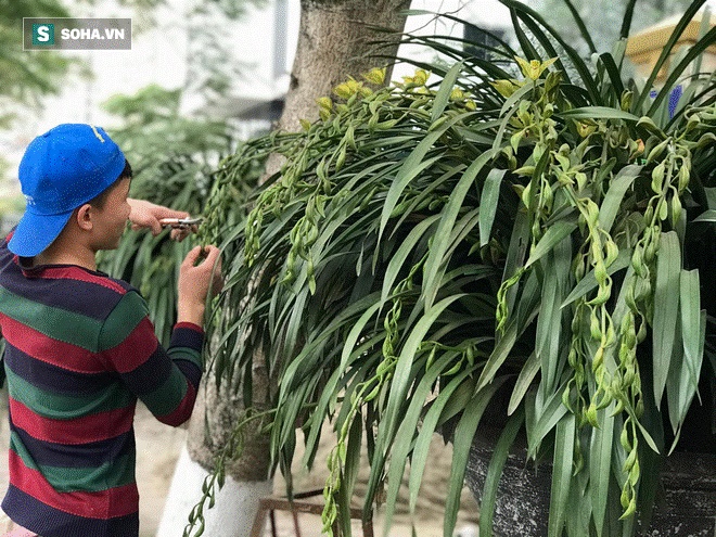 Hơn 300 triệu 1 chậu hoa lan Trần Mộng, đại gia có tiền cũng không mua được vì cháy hàng-9