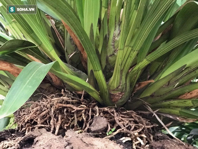 Hơn 300 triệu 1 chậu hoa lan Trần Mộng, đại gia có tiền cũng không mua được vì cháy hàng-10