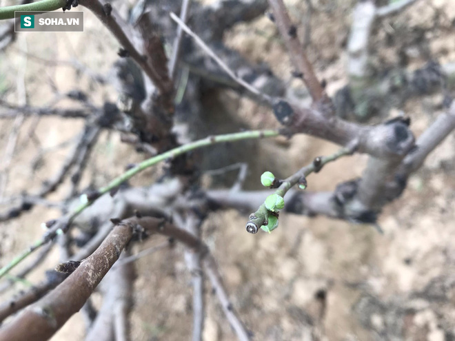 Chưa nở hoa, cây bạch đào độc nhất tại Nhật Tân vẫn được trả giá thuê 40 triệu-1