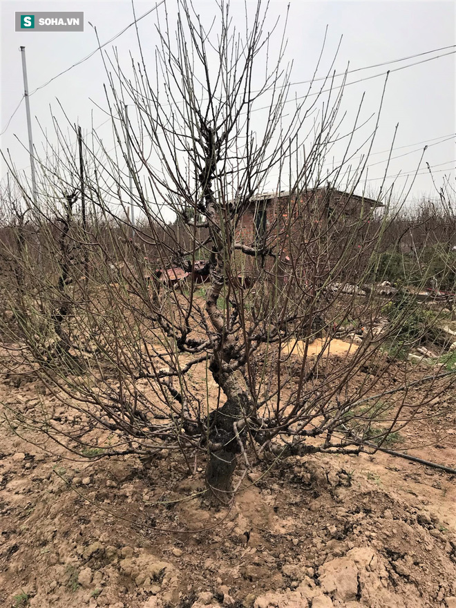 Chưa nở hoa, cây bạch đào độc nhất tại Nhật Tân vẫn được trả giá thuê 40 triệu-2