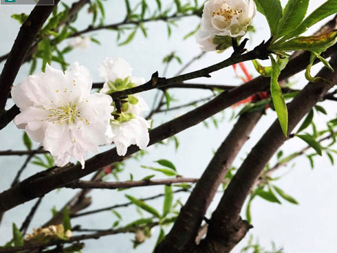 Tiểu thương méo mặt vì hàng hóa ế ẩm dịp Tết Dương lịch-19