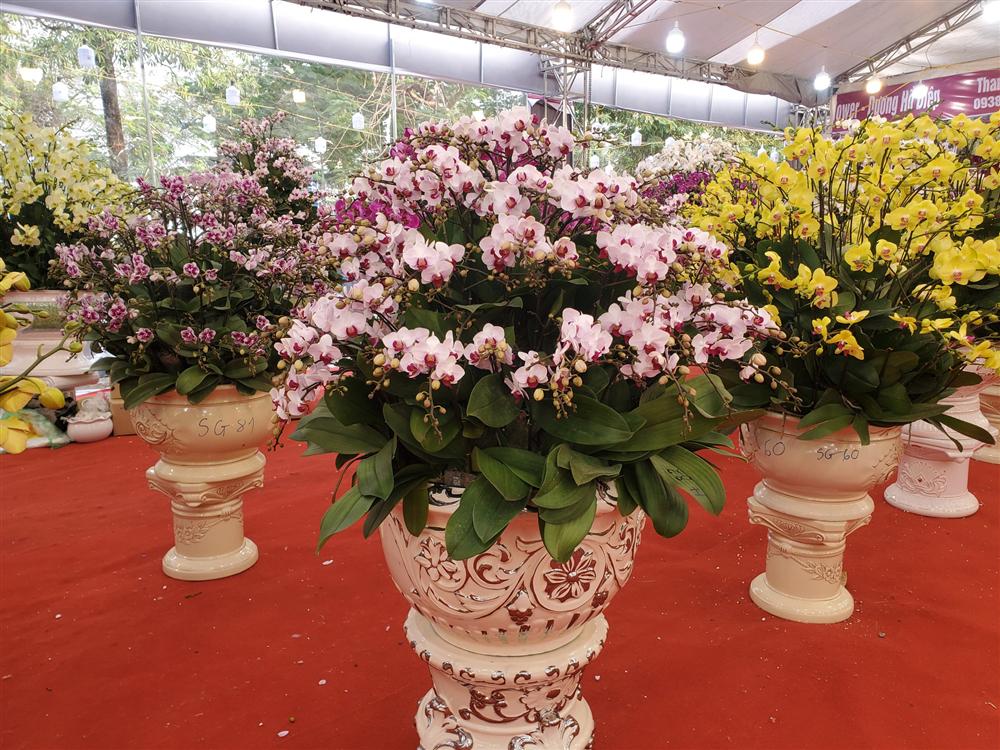 Vạn cành lan hồ điệp đồng giá 250.000 đồng, 90 triệu/bình nghìn bông chơi Tết-1