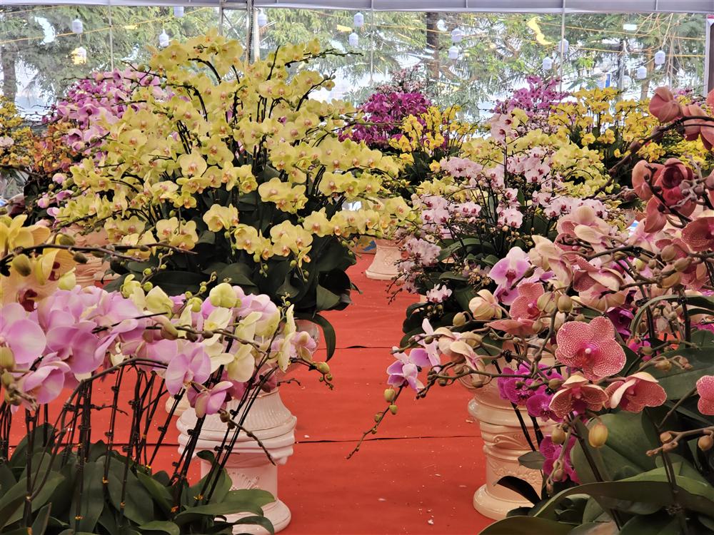 Vạn cành lan hồ điệp đồng giá 250.000 đồng, 90 triệu/bình nghìn bông chơi Tết-2