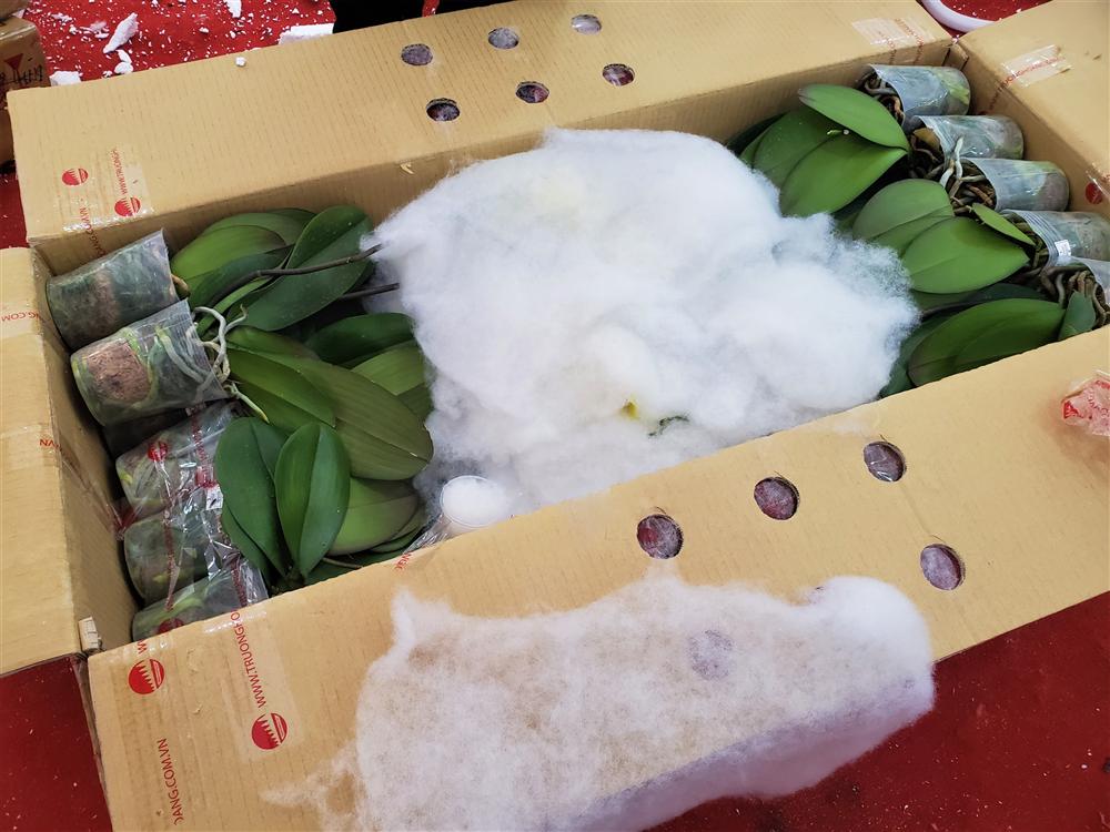 Vạn cành lan hồ điệp đồng giá 250.000 đồng, 90 triệu/bình nghìn bông chơi Tết-3