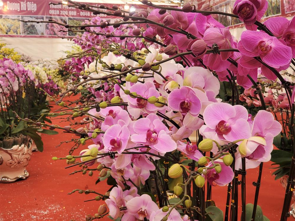 Vạn cành lan hồ điệp đồng giá 250.000 đồng, 90 triệu/bình nghìn bông chơi Tết-4