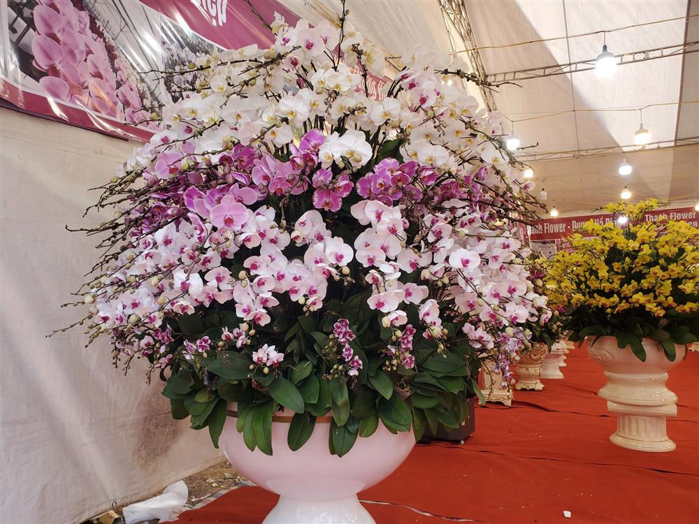 Vạn cành lan hồ điệp đồng giá 250.000 đồng, 90 triệu/bình nghìn bông chơi Tết-6