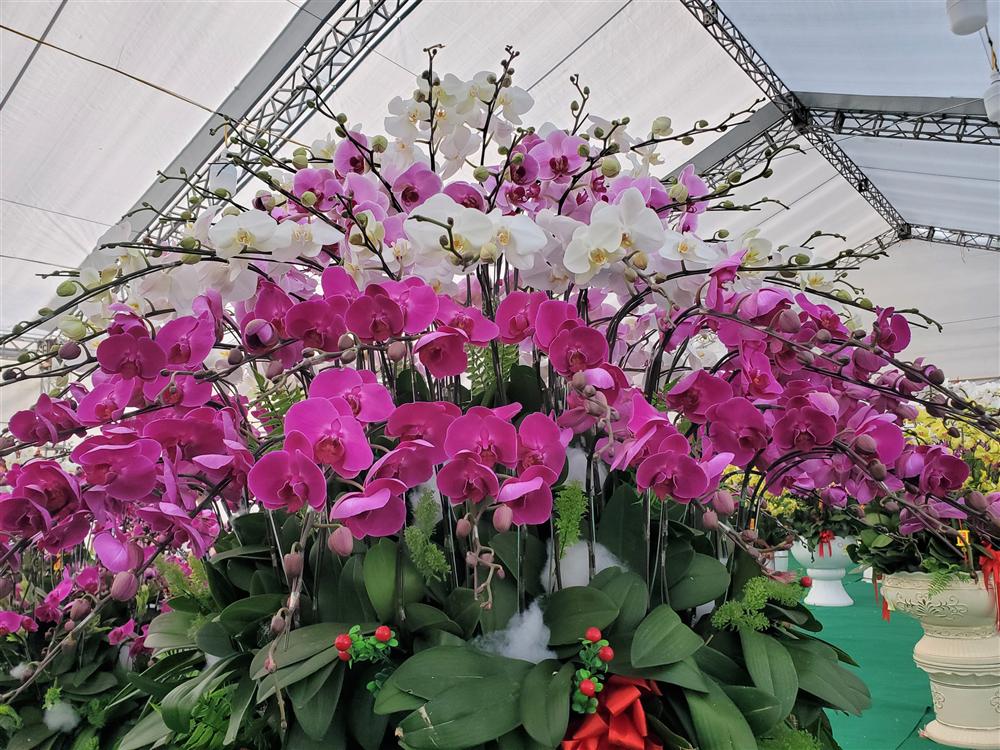 Vạn cành lan hồ điệp đồng giá 250.000 đồng, 90 triệu/bình nghìn bông chơi Tết-10