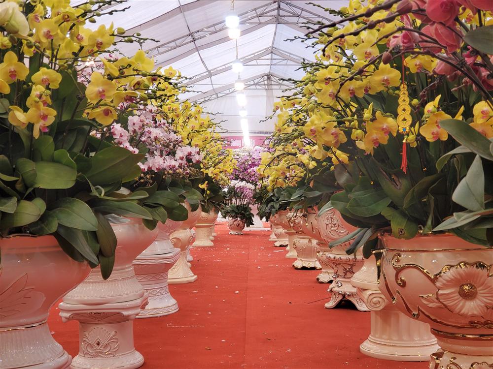 Vạn cành lan hồ điệp đồng giá 250.000 đồng, 90 triệu/bình nghìn bông chơi Tết-11