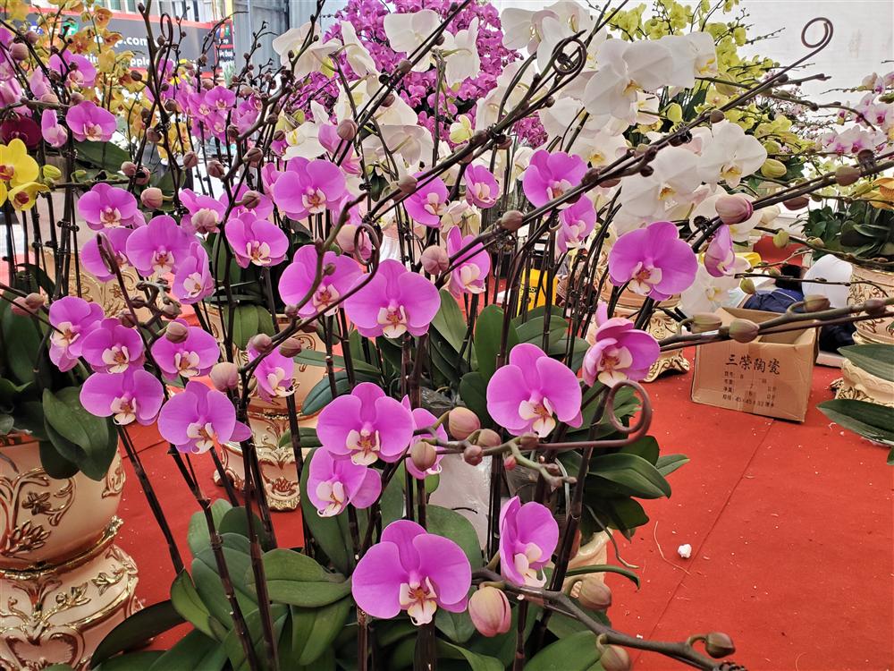 Vạn cành lan hồ điệp đồng giá 250.000 đồng, 90 triệu/bình nghìn bông chơi Tết-13