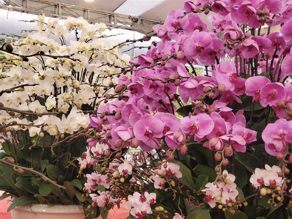 Vạn cành lan hồ điệp đồng giá 250.000 đồng, 90 triệu/bình nghìn bông chơi Tết-9