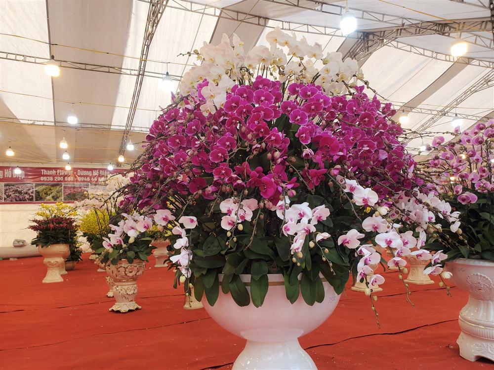 Vạn cành lan hồ điệp đồng giá 250.000 đồng, 90 triệu/bình nghìn bông chơi Tết-7
