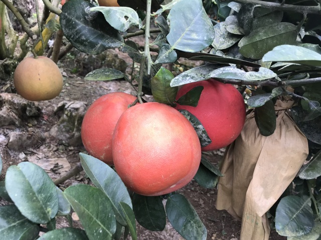 Bưởi tiến Vua đỏ chót, dân Hà Nội lùng sục đặt mua trước Tết cả tháng-1