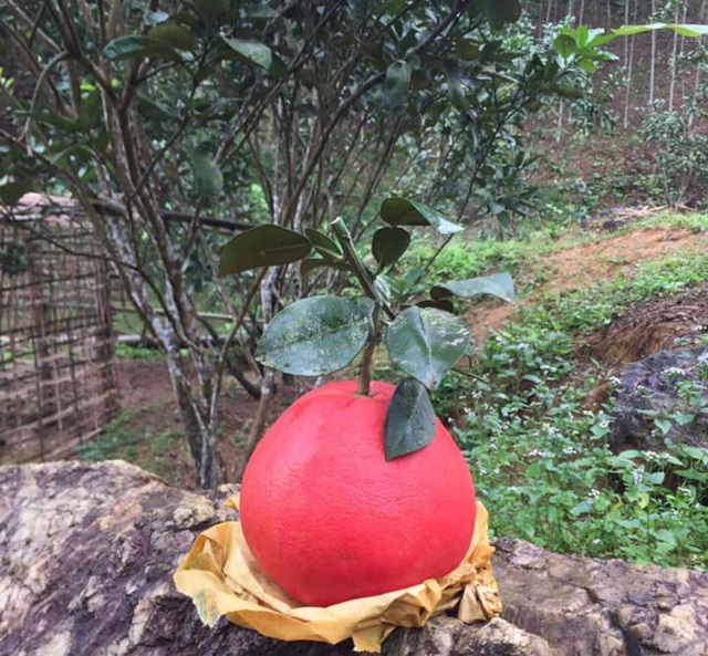 Bưởi tiến Vua đỏ chót, dân Hà Nội lùng sục đặt mua trước Tết cả tháng-2