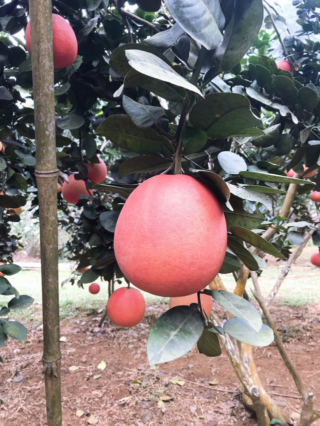 Bưởi tiến Vua đỏ chót, dân Hà Nội lùng sục đặt mua trước Tết cả tháng-3