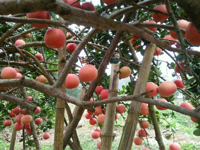 Bưởi tiến Vua đỏ chót, dân Hà Nội lùng sục đặt mua trước Tết cả tháng-4