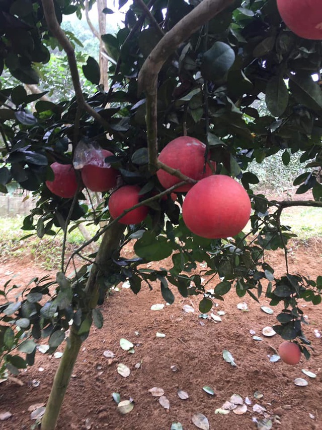 Bưởi tiến Vua đỏ chót, dân Hà Nội lùng sục đặt mua trước Tết cả tháng-5