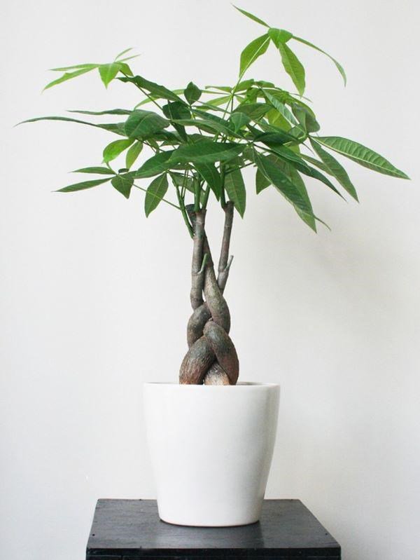 6 loại cây nghe tên đã thấy giàu, rước vào nhà cuối năm lộc đổ như thác-2