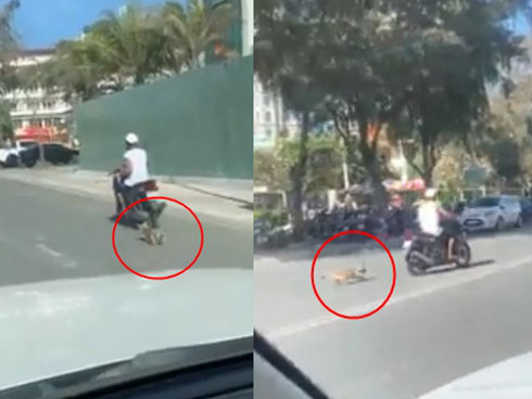 Trong 5 ngày, chú chó Nguyễn Văn Dúi đã trở thành hiện tượng mạng toàn cầu-9