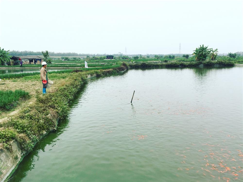 Đỏ rực cả làng, hàng tấn cá chép chuẩn bị Tết ông Táo-1