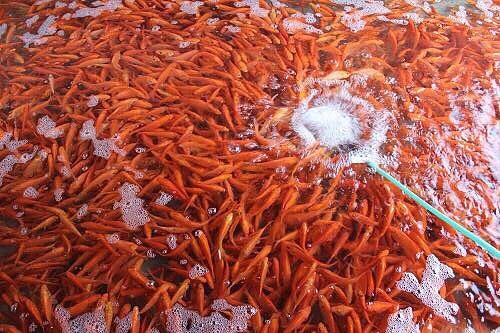 Đỏ rực cả làng, hàng tấn cá chép chuẩn bị Tết ông Táo-2