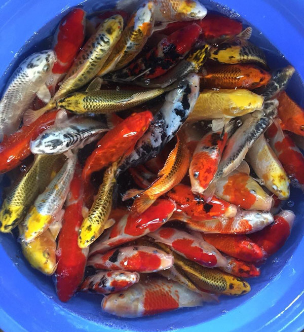 Đỏ rực cả làng, hàng tấn cá chép chuẩn bị Tết ông Táo-3