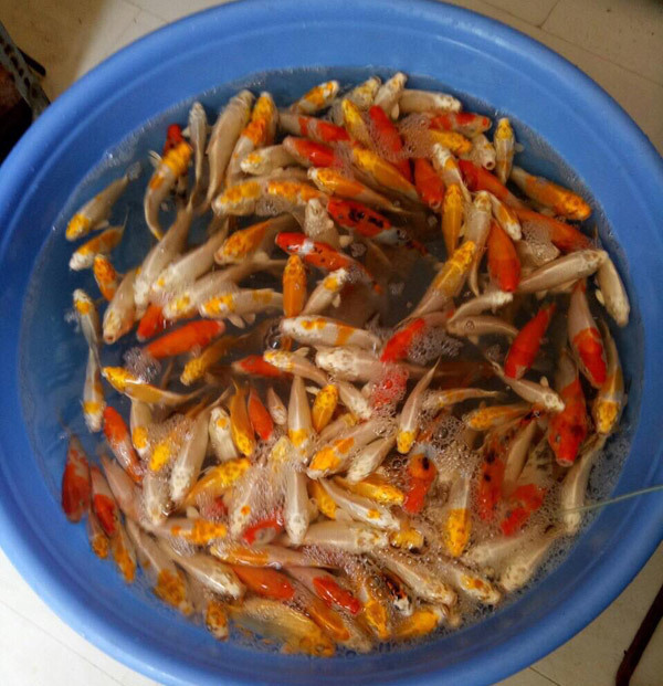 Đỏ rực cả làng, hàng tấn cá chép chuẩn bị Tết ông Táo-4