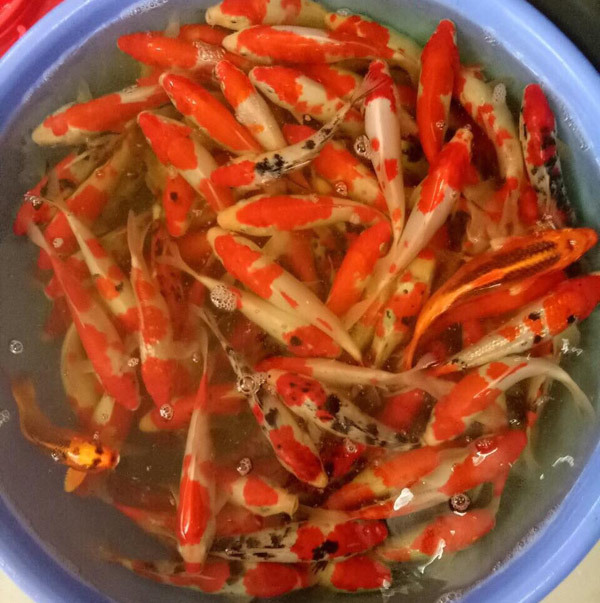 Đỏ rực cả làng, hàng tấn cá chép chuẩn bị Tết ông Táo-5