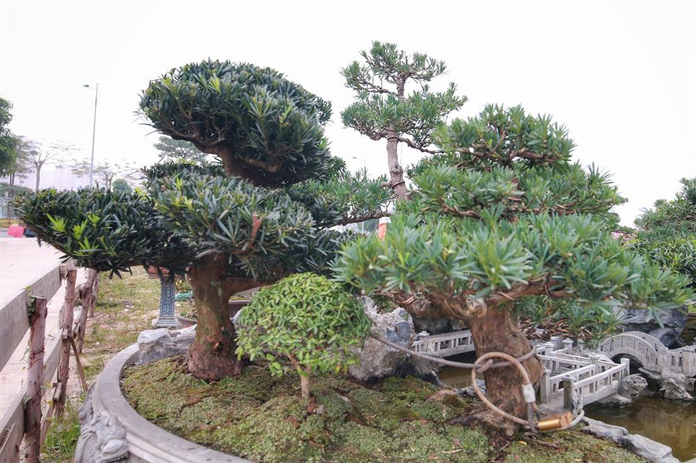 Chiêm ngưỡng Đồi Tùng La Hán” thiết kế bắt mắt độc nhất vô nhị-3