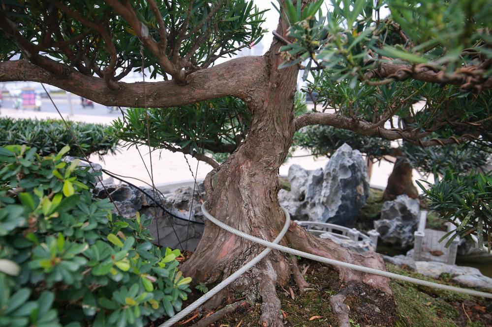 Chiêm ngưỡng Đồi Tùng La Hán” thiết kế bắt mắt độc nhất vô nhị-4