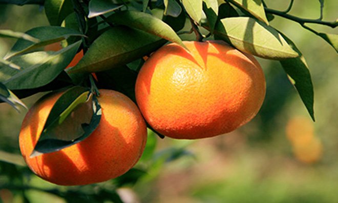 Mua cam Canh chỉ cần thuộc những đặc điểm này, đảm bảo cam mua chuẩn ngon, ngọt sắc-4